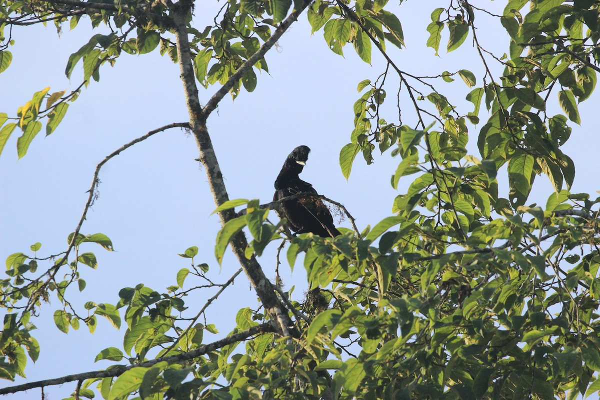 Long-wattled Umbrellabird - ML641709516