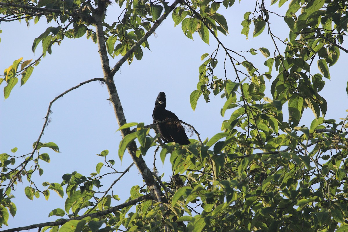 Long-wattled Umbrellabird - ML641709517