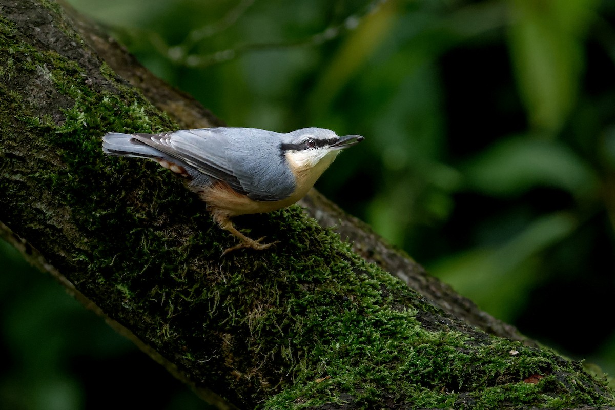 סיטה אירופית - ML641709519