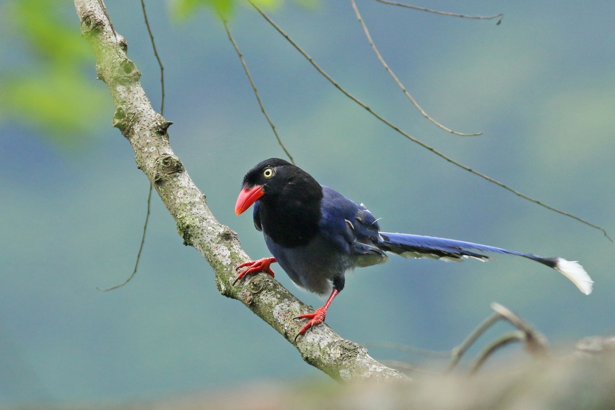 Taiwan Blue-Magpie - ML641709522