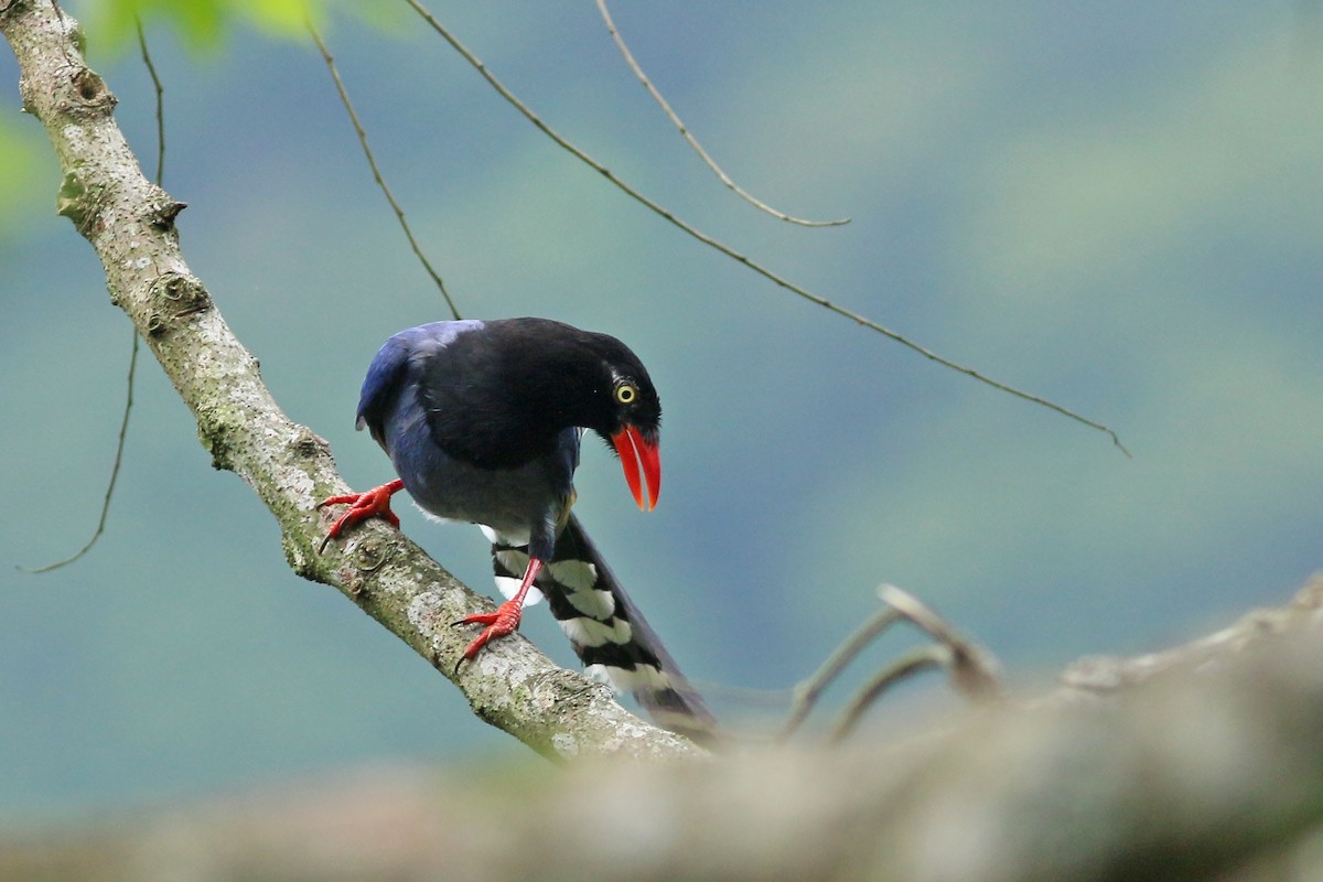Taiwan Blue-Magpie - ML641709523
