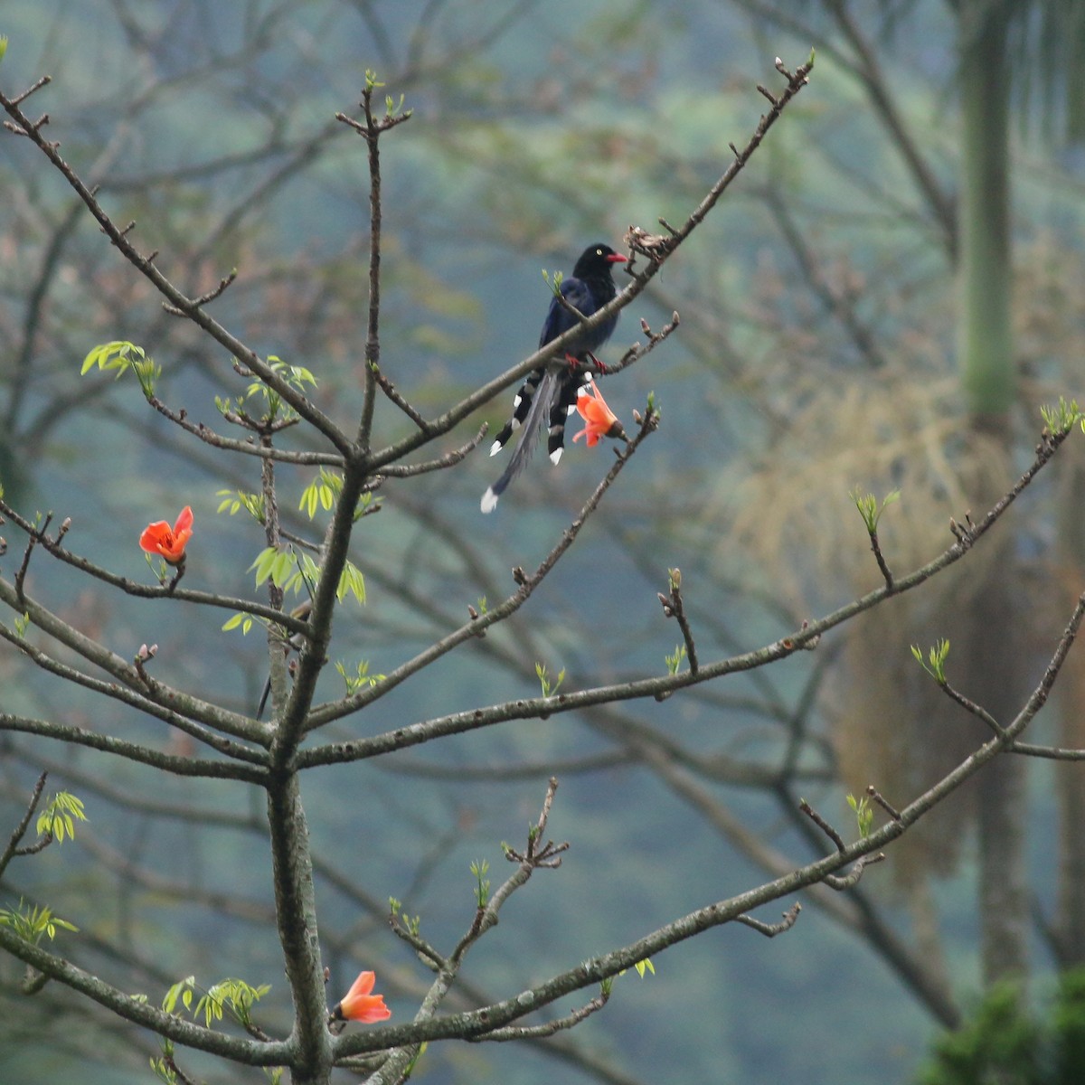 Taiwan Blue-Magpie - ML641709524