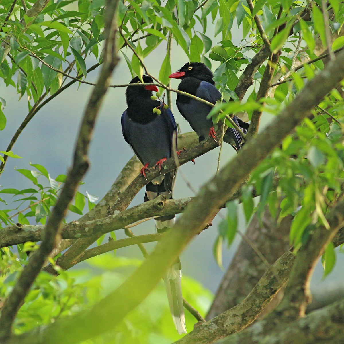 Taiwan Blue-Magpie - ML641709525
