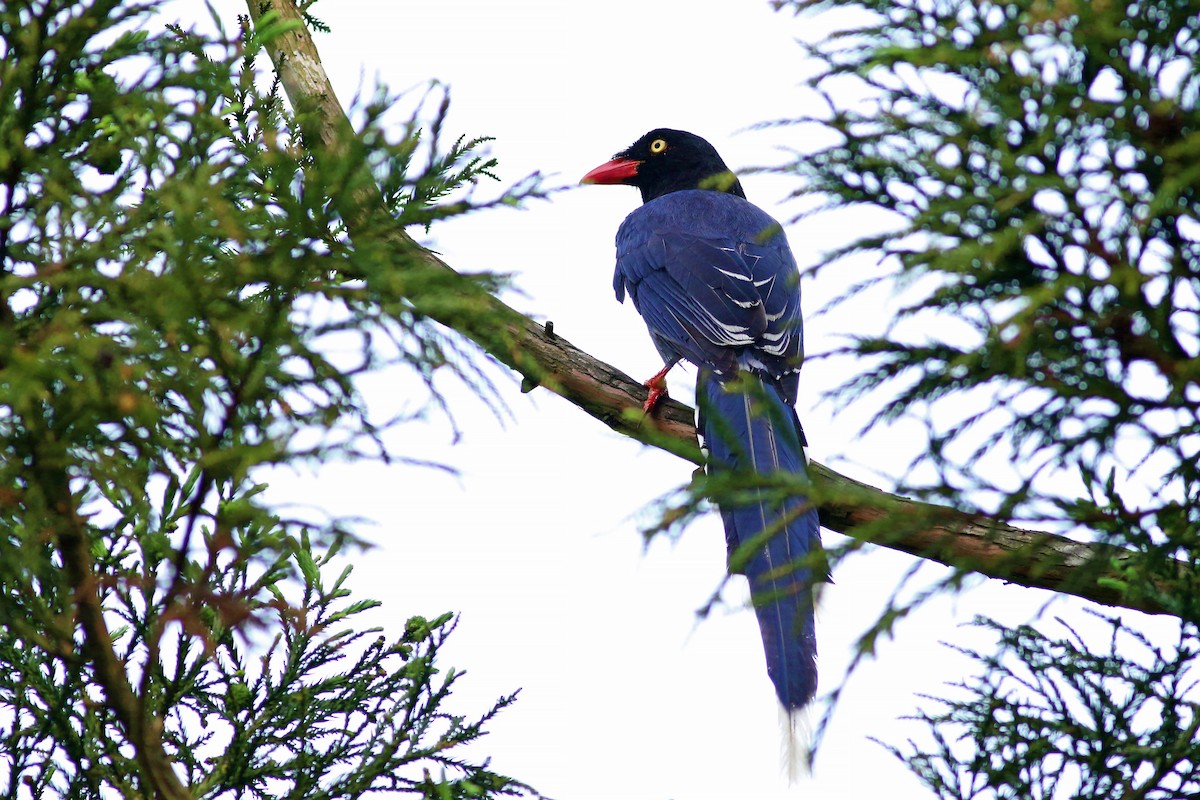 Taiwan Blue-Magpie - ML641709527