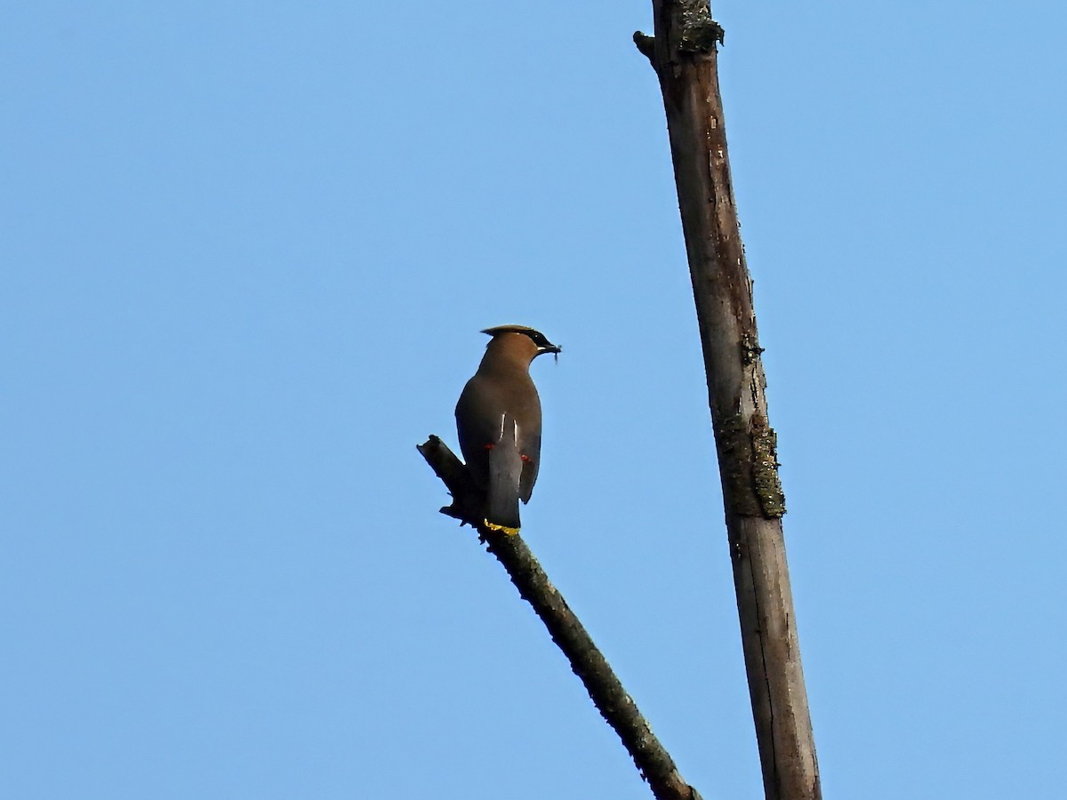 einersidensvans - ML641709536