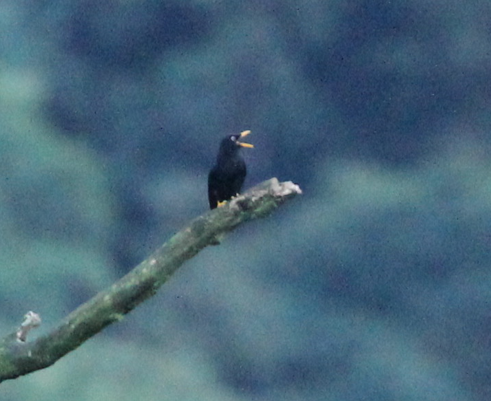 Pale-eyed Thrush - ML641709547