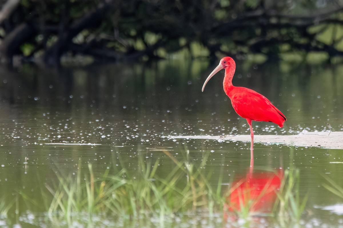 Scarlet Ibis - ML641709548