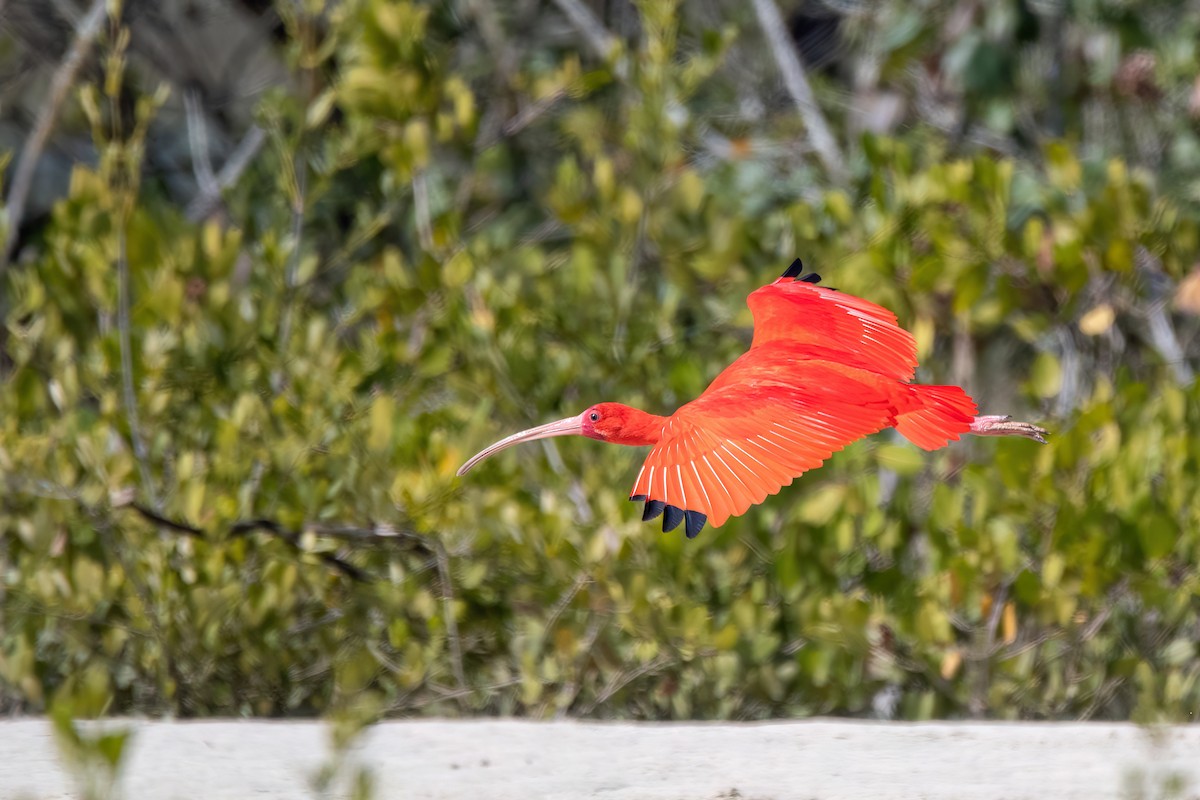Scarlet Ibis - ML641709549