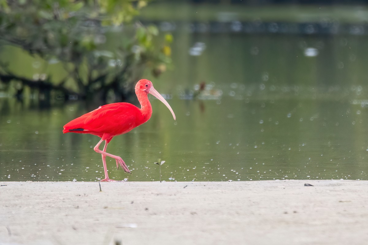 Scarlet Ibis - ML641709550