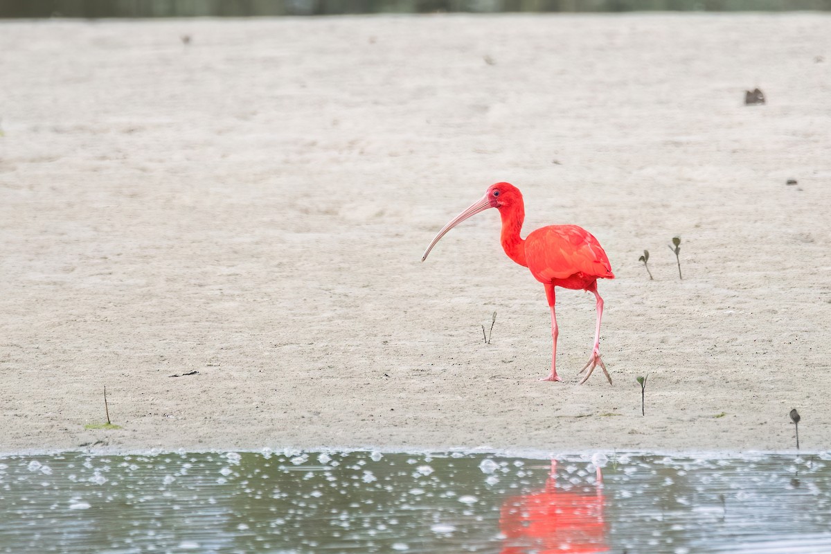 Scarlet Ibis - ML641709551
