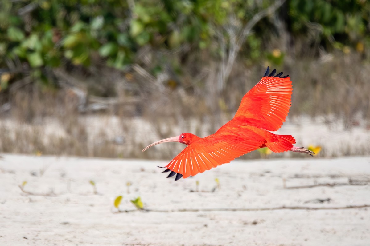 Scarlet Ibis - ML641709552