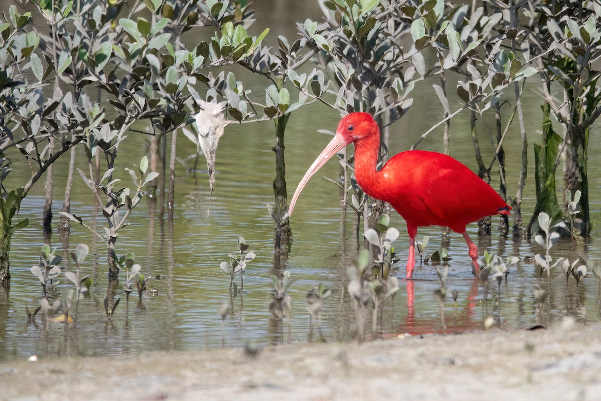 Scarlet Ibis - ML641709553