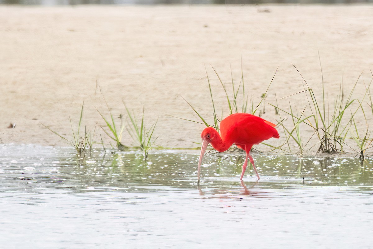 Scarlet Ibis - ML641709554