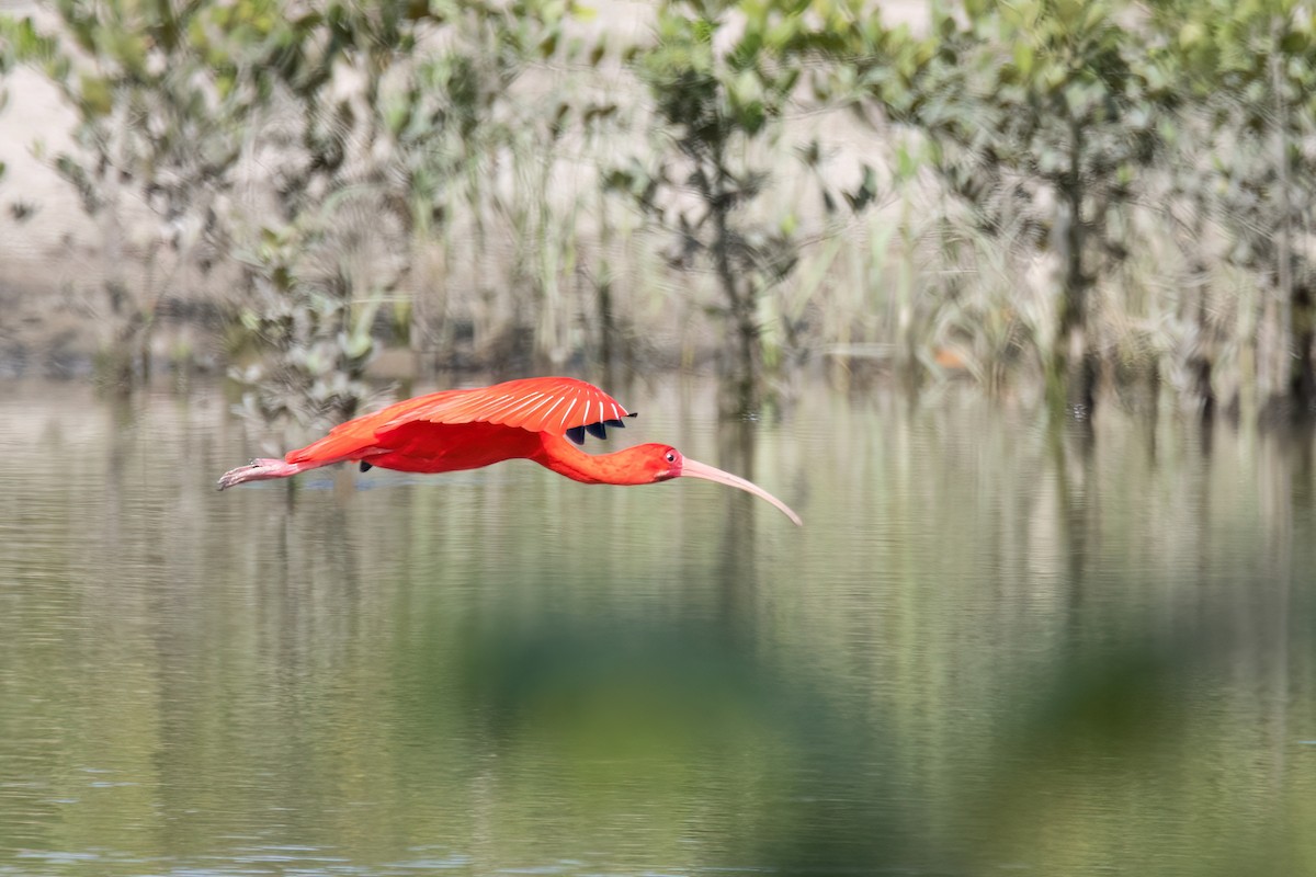 Scarlet Ibis - ML641709555