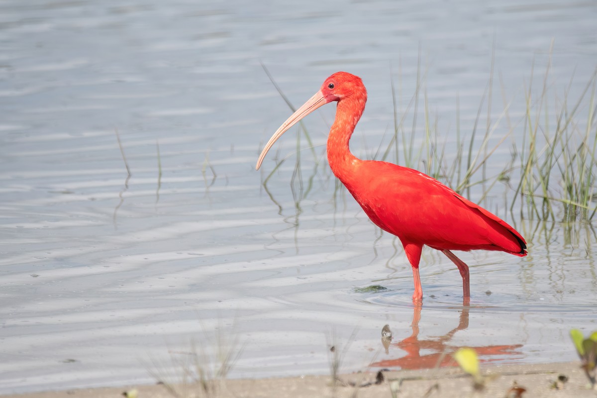 Scarlet Ibis - ML641709556