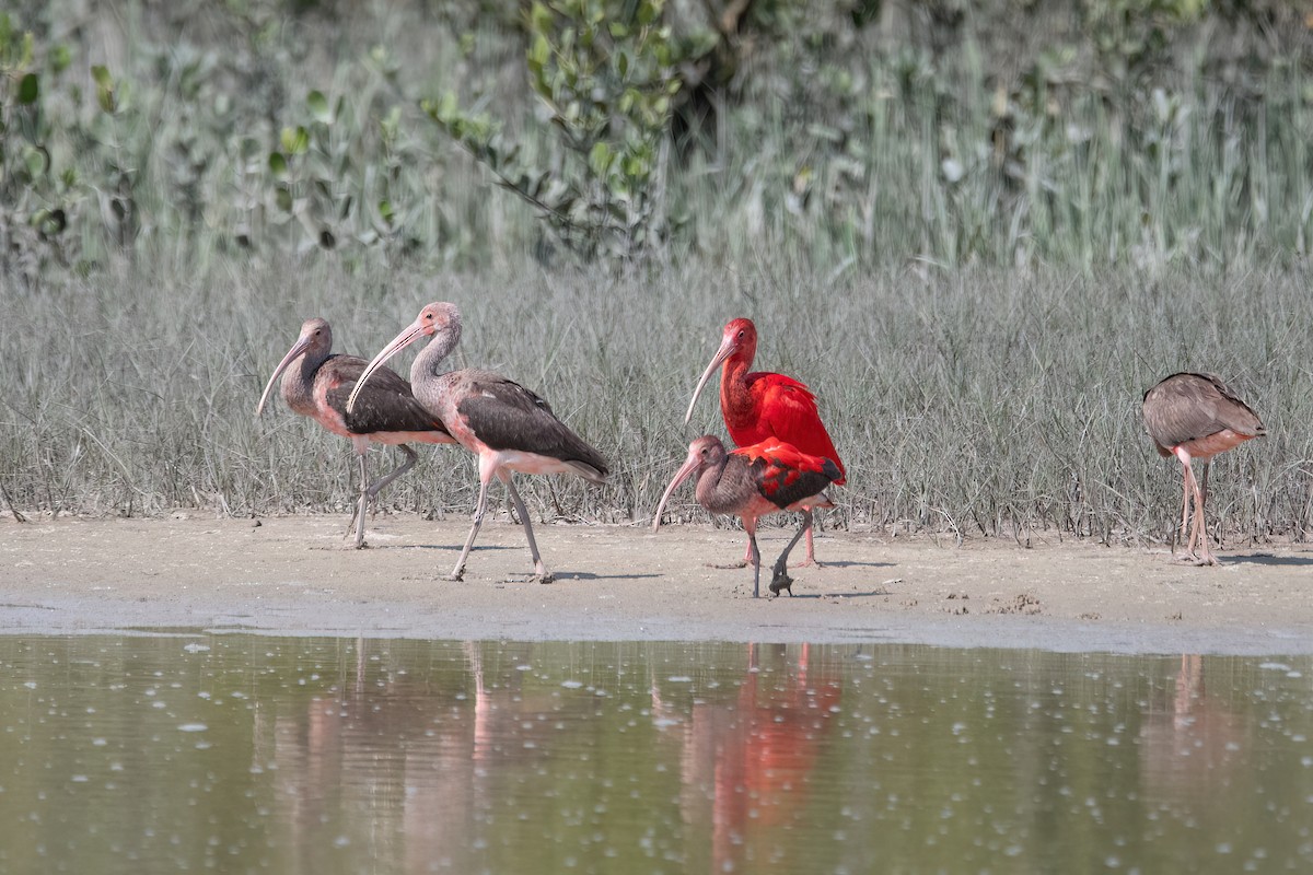 Scarlet Ibis - ML641709557
