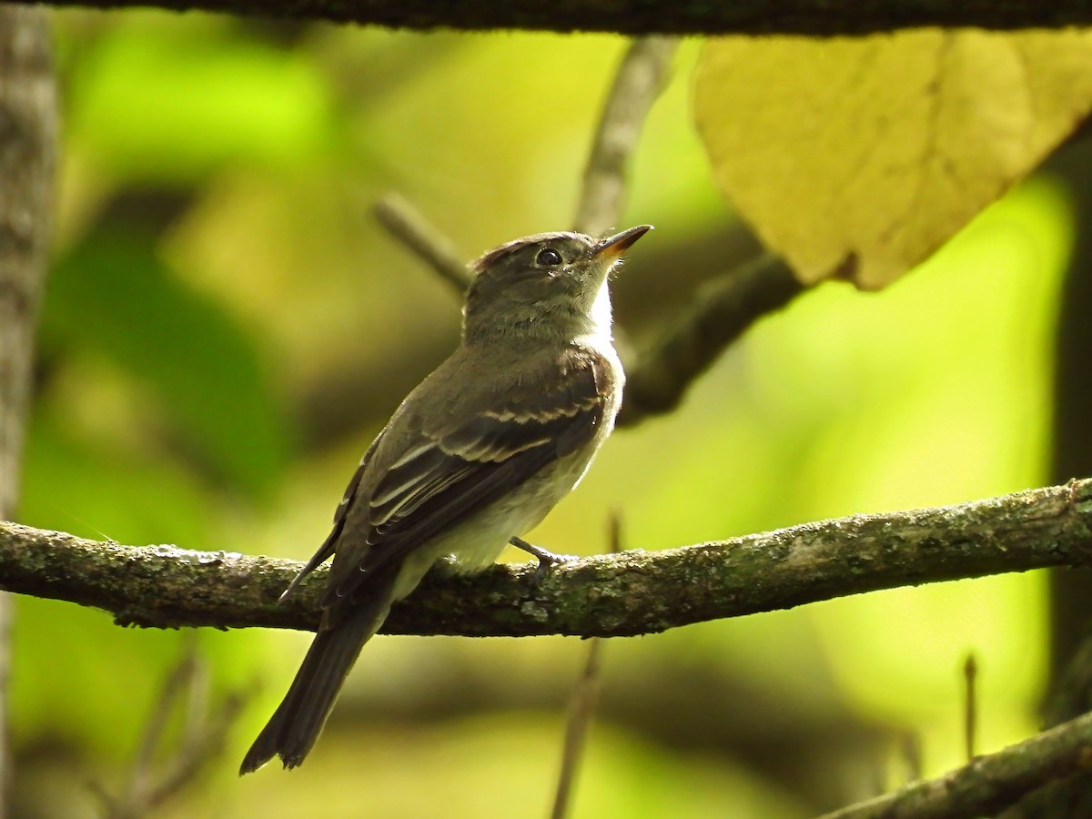 østpivi - ML641709559