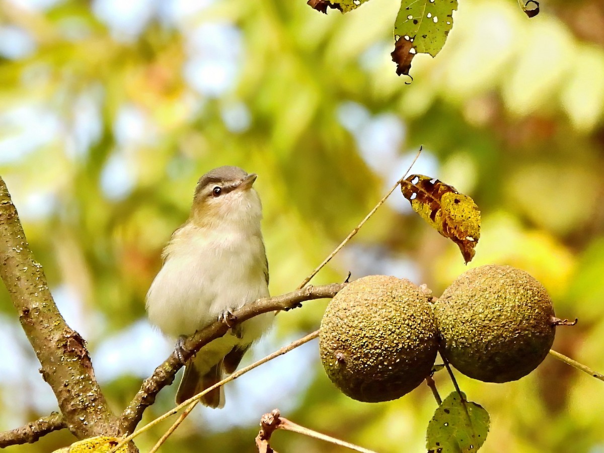 rødøyevireo - ML641709580