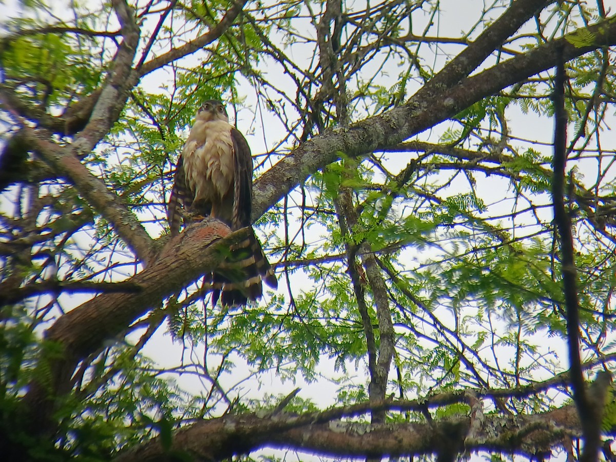 Bicolored Hawk - ML641709582