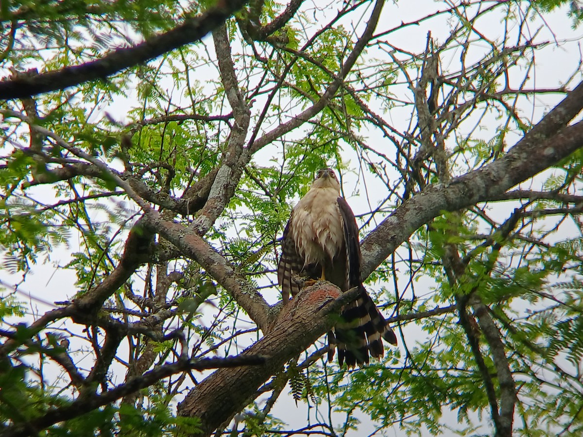 Bicolored Hawk - ML641709583