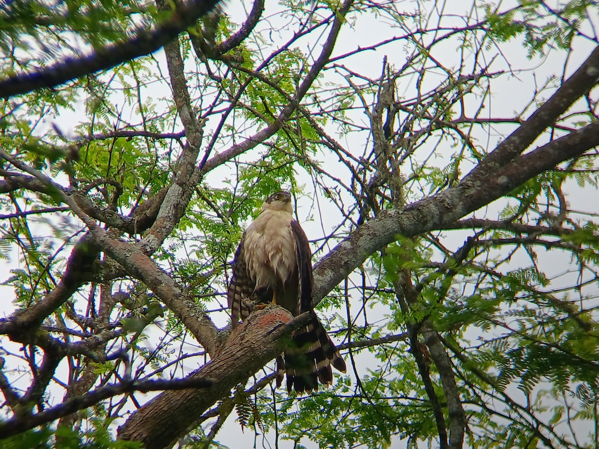 Bicolored Hawk - ML641709584
