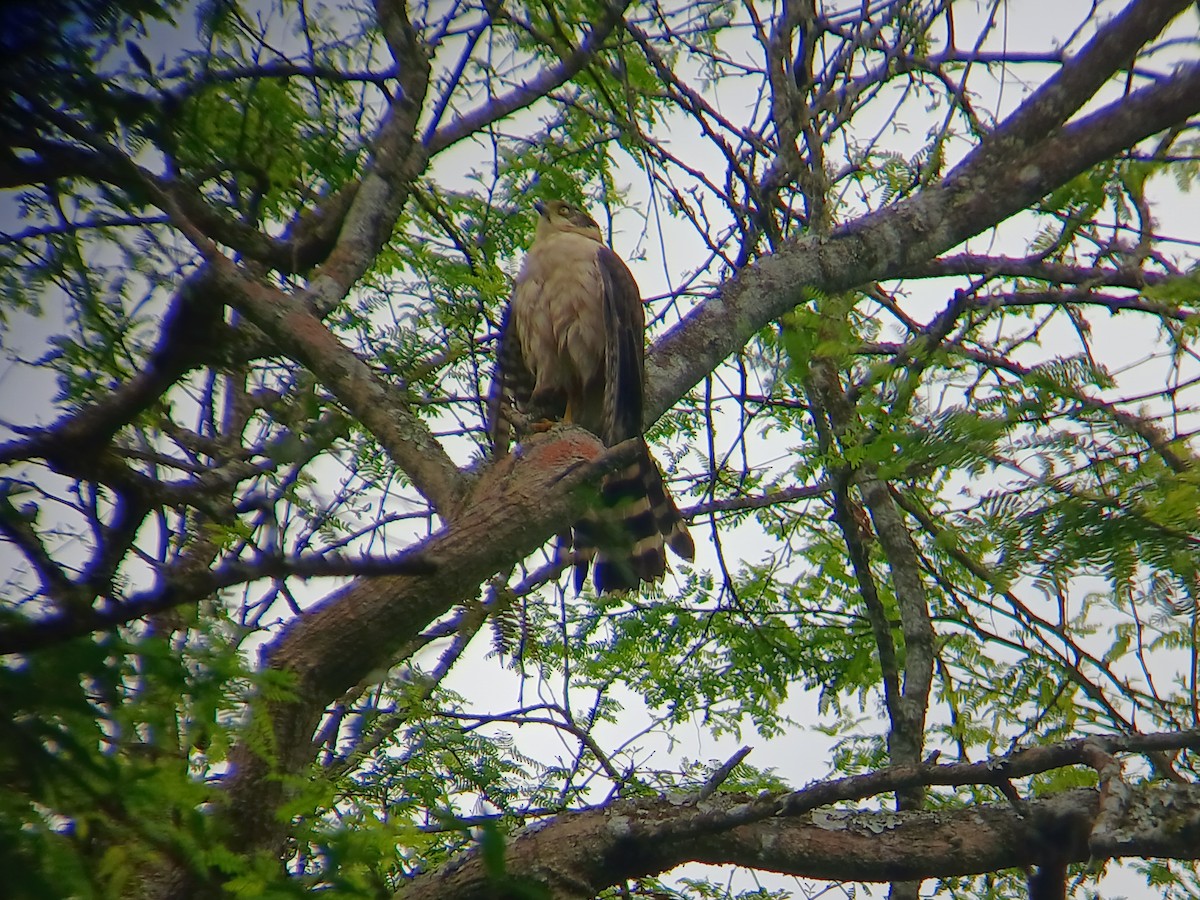 Bicolored Hawk - ML641709585