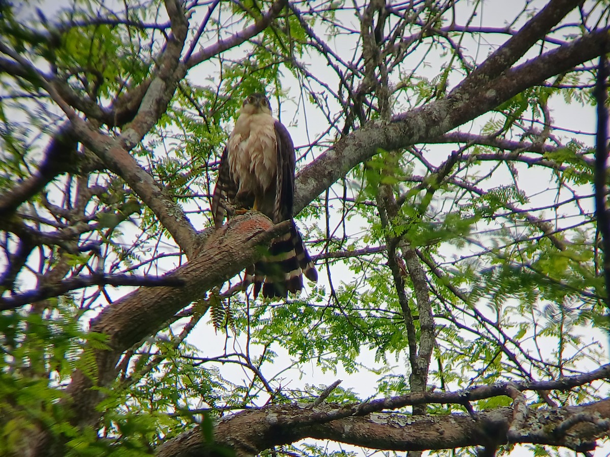 Bicolored Hawk - ML641709586