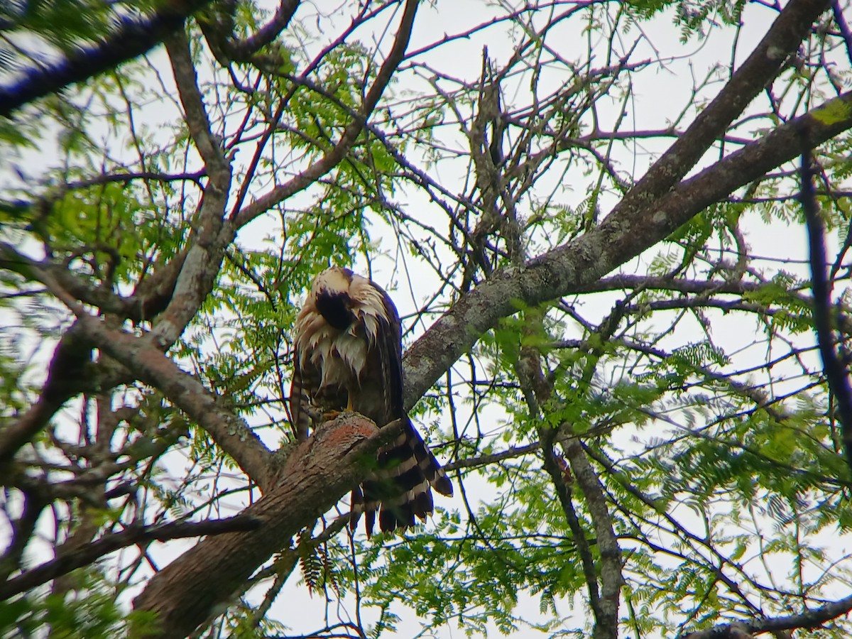 Bicolored Hawk - ML641709587
