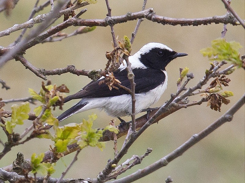 Eastern Black-eared Wheatear - ML641709597