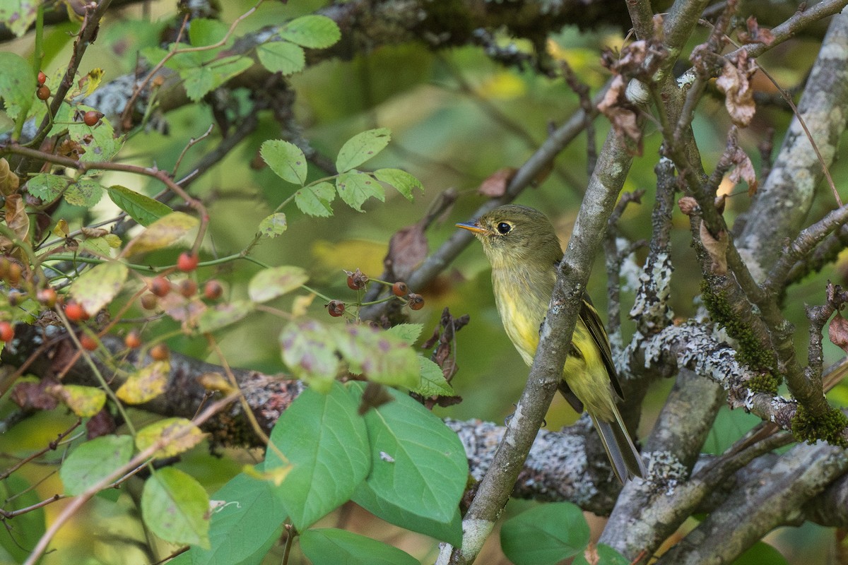 Yellow-bellied Flycatcher - Ian Campbell