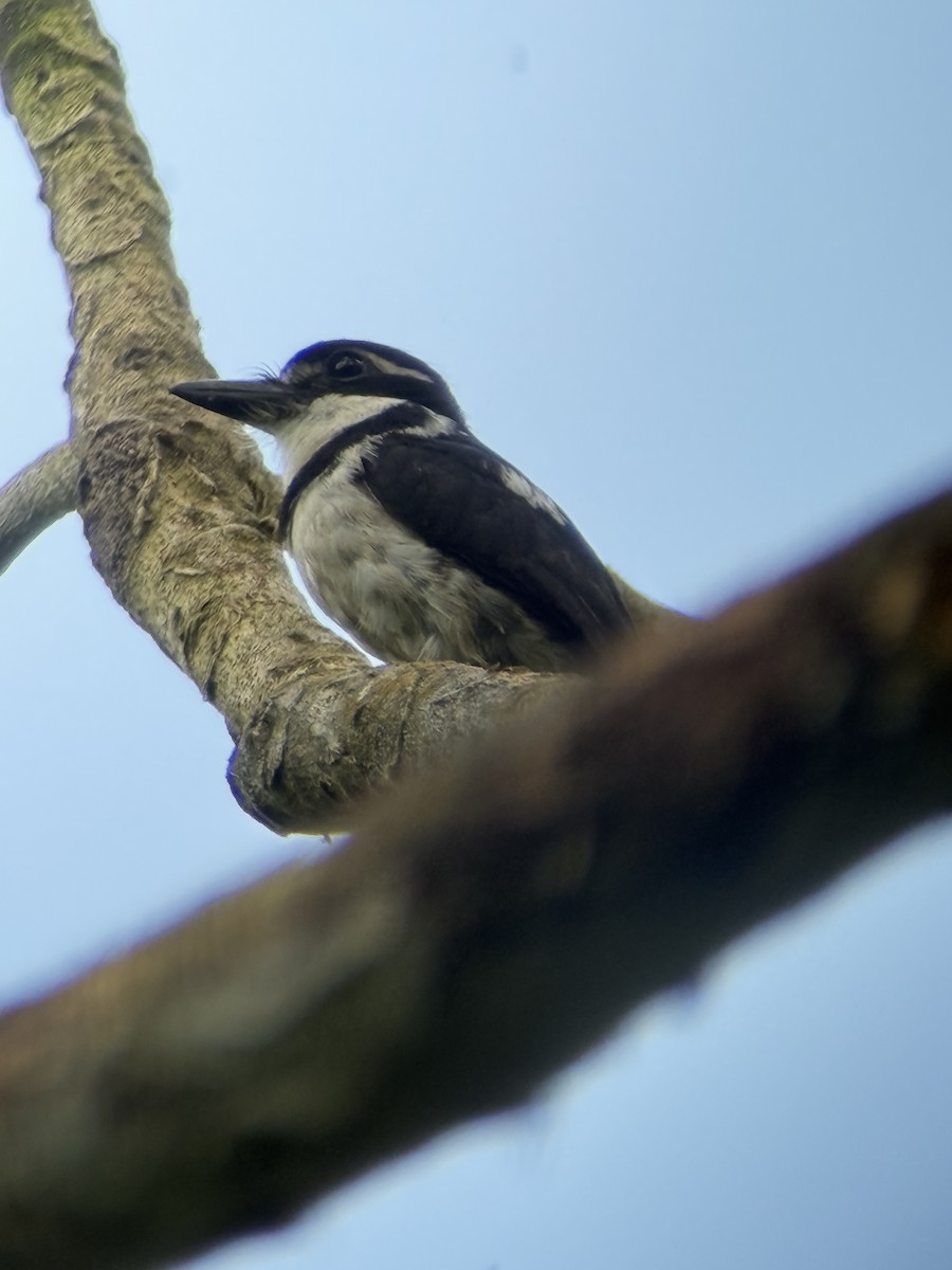 Pied Puffbird - ML641709604