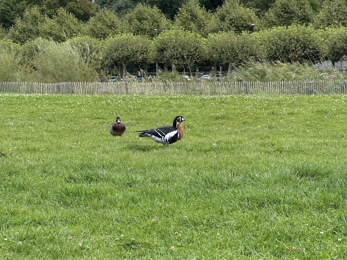 Red-breasted Goose - ML641709611