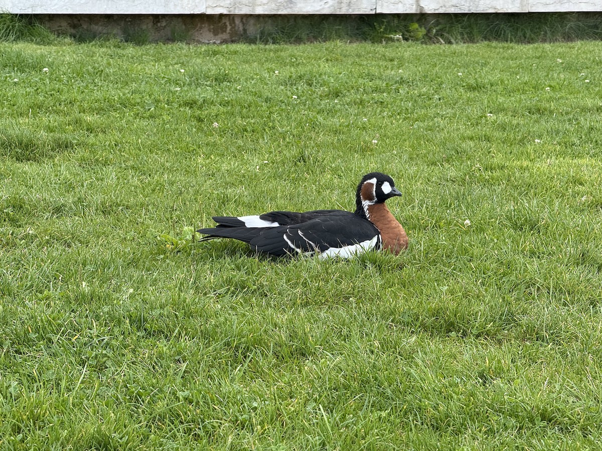 Red-breasted Goose - ML641709617