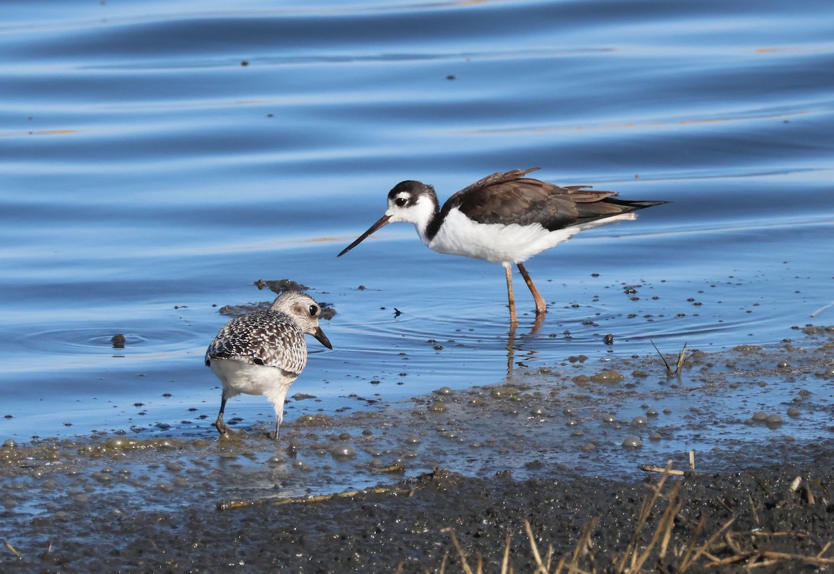 Black-bellied Plover - ML641709623