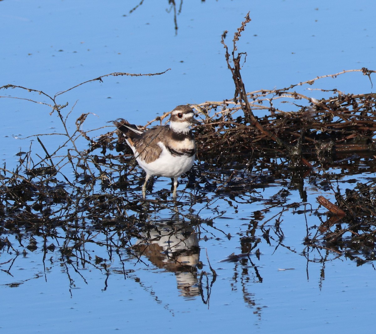 Killdeer - ML641709661