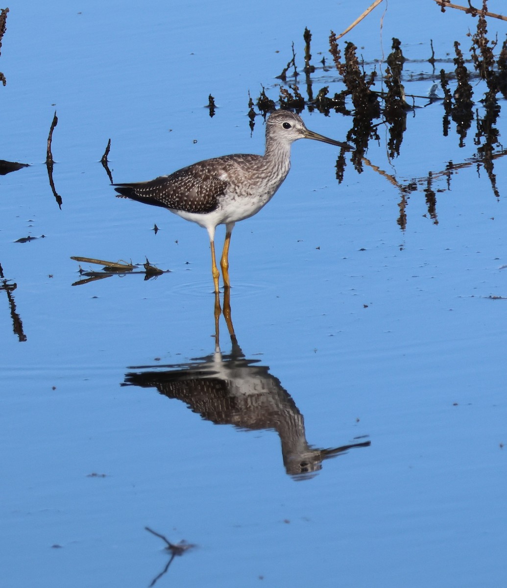 Greater Yellowlegs - ML641709711