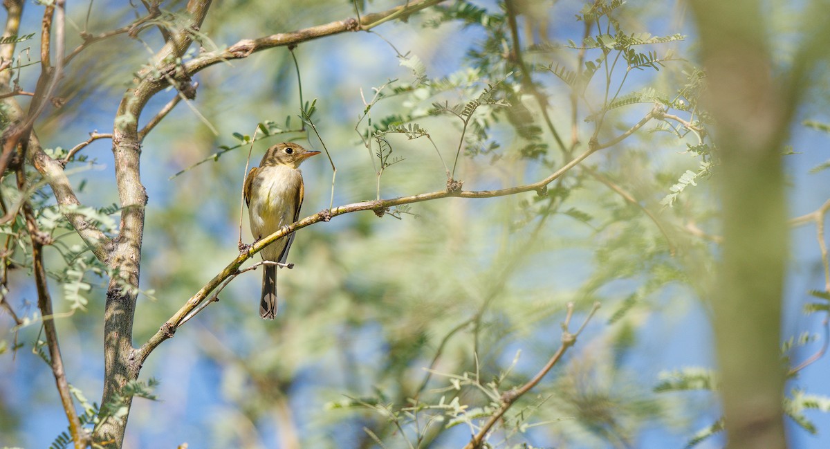 Western Flycatcher (Pacific-slope) - ML641709741