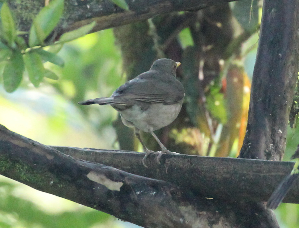 Ecuadorian Thrush - ML641709764