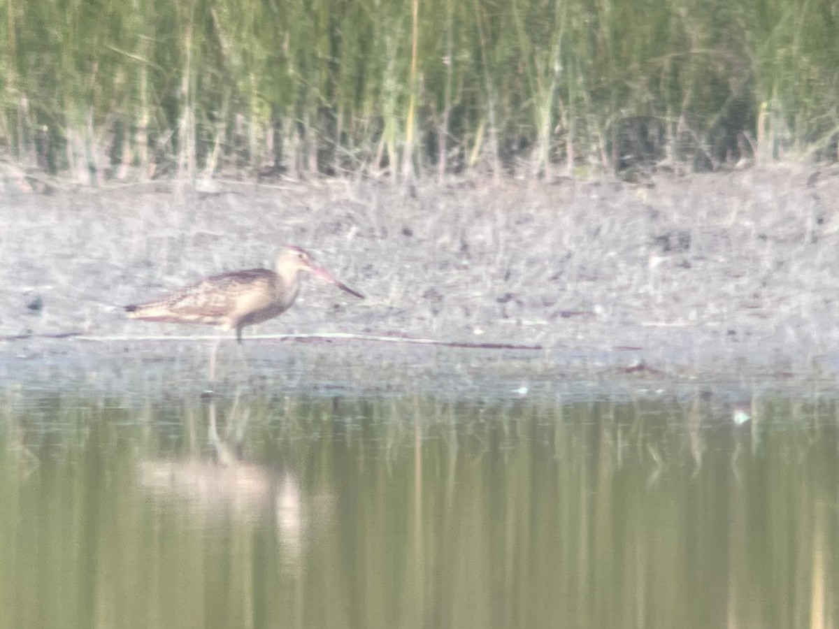 Marbled Godwit - ML641709777