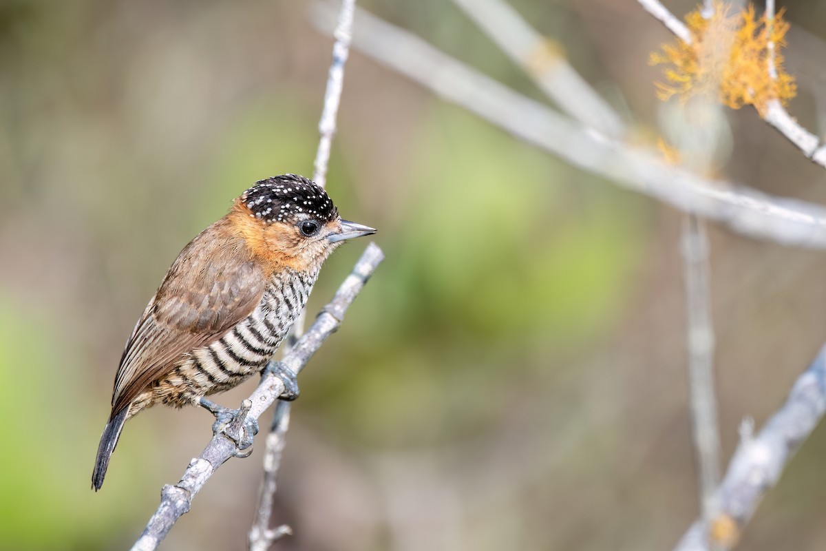 Ochre-collared Piculet - ML641709809