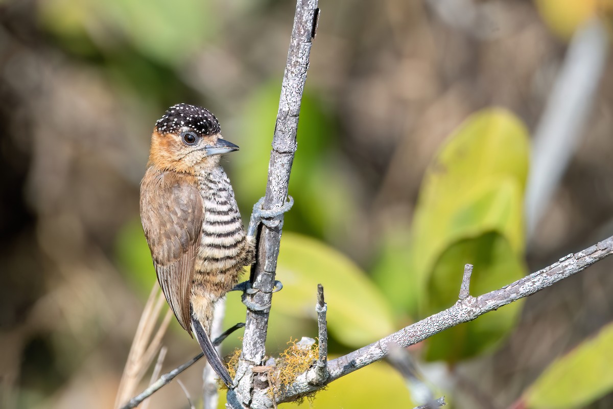 Ochre-collared Piculet - ML641709810
