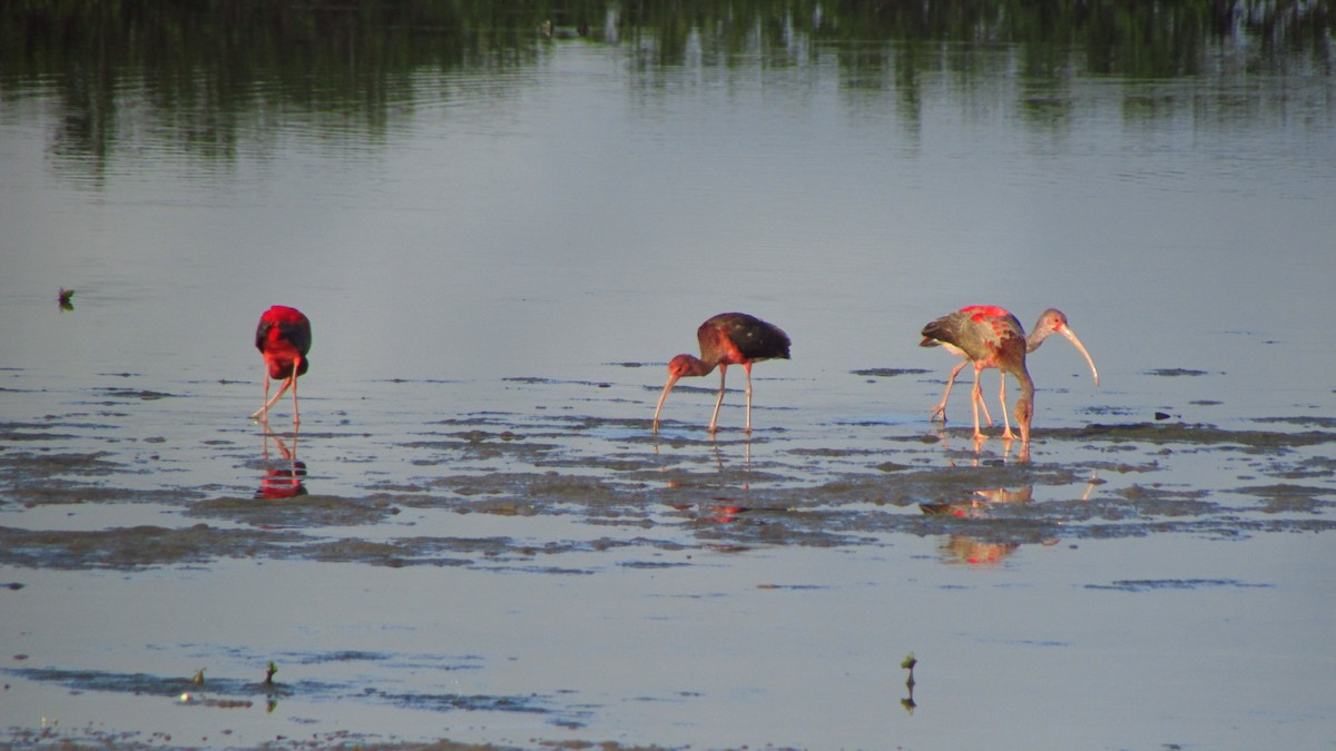 Scarlet Ibis - ML641709851