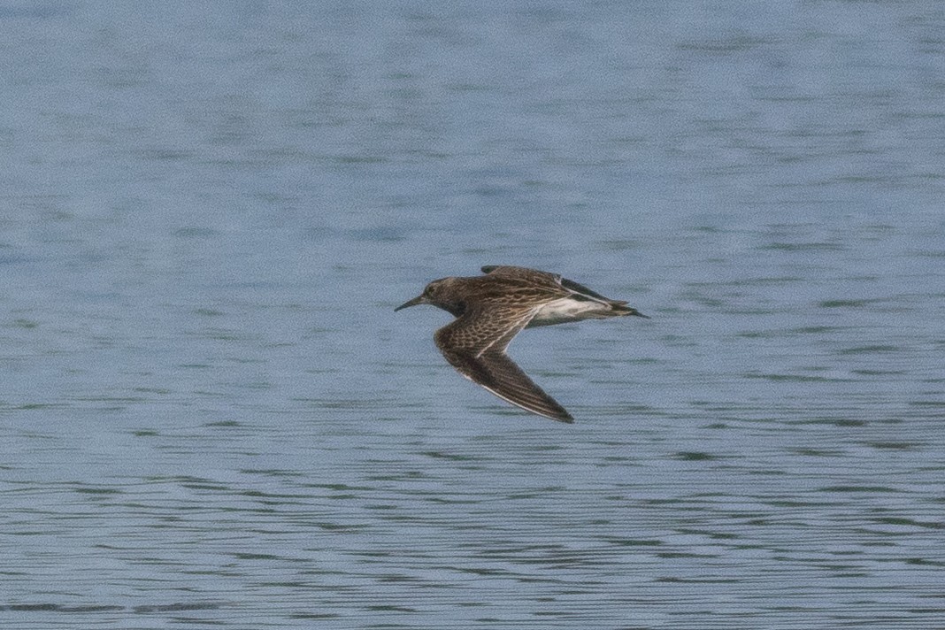 Pectoral Sandpiper - ML641709855