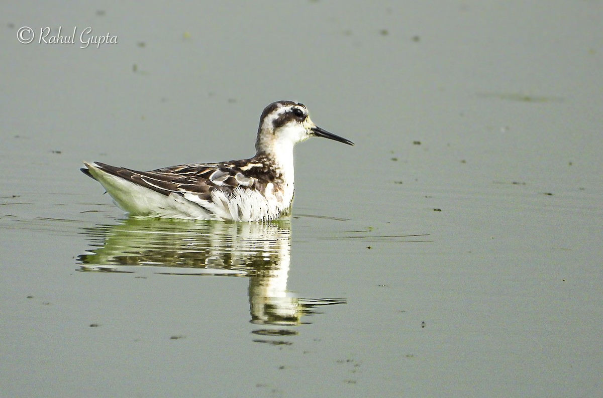 Red-necked Phalarope - ML641709865