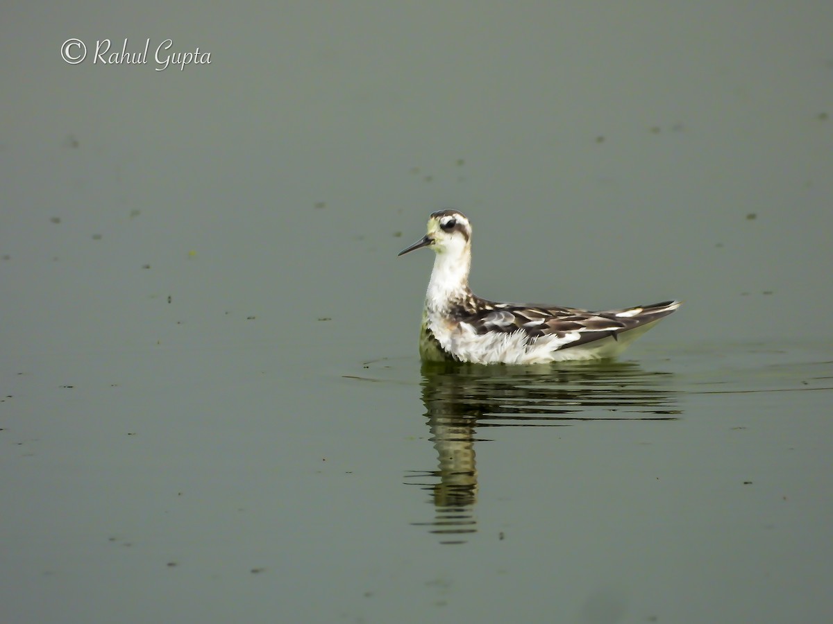 Red-necked Phalarope - ML641709866