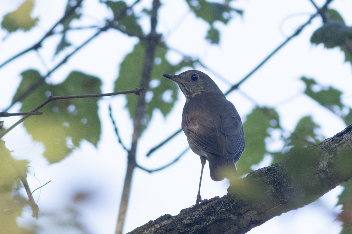 Gray-cheeked Thrush - ML641709922