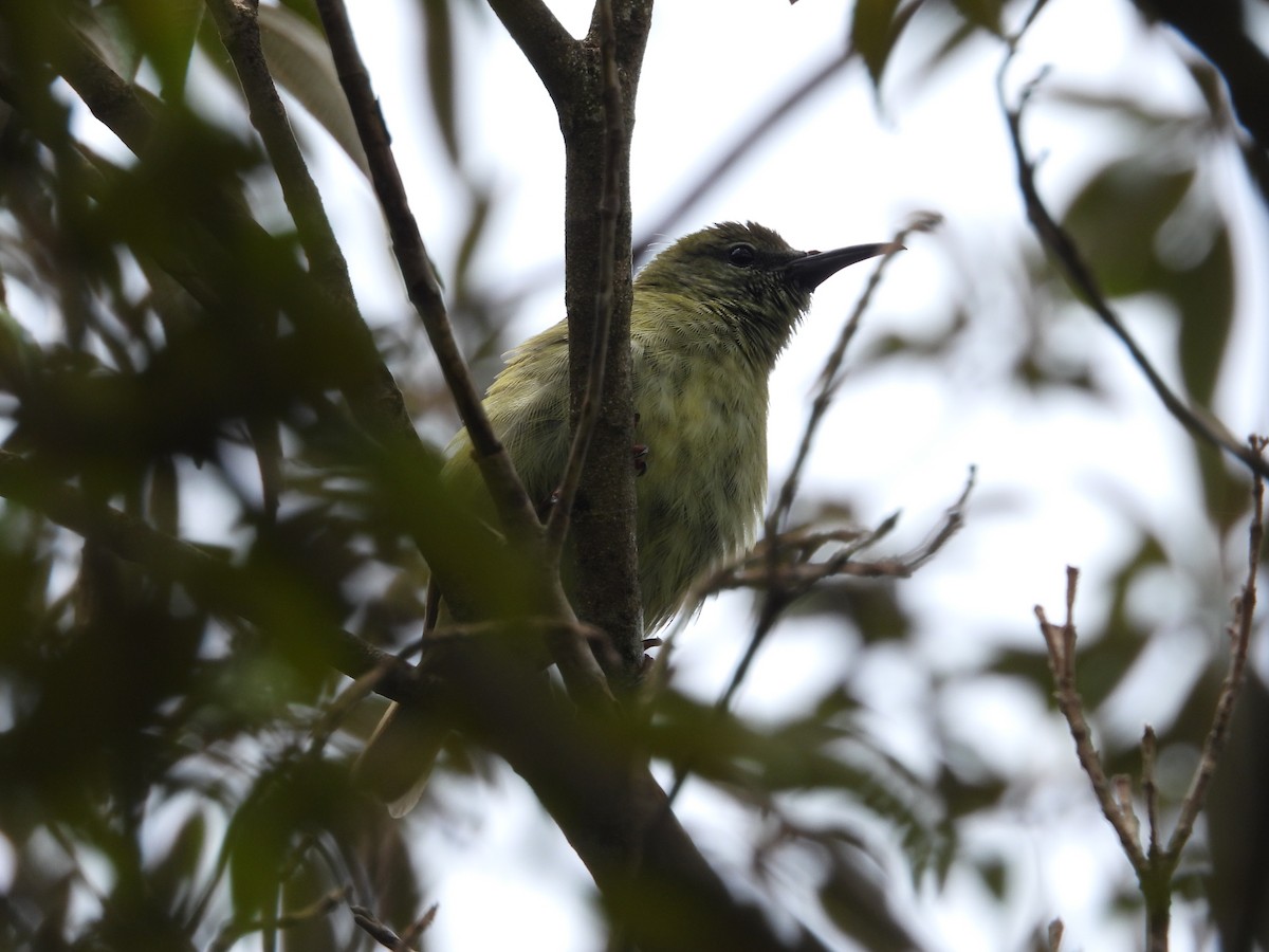 Red-legged Honeycreeper - ML641709936