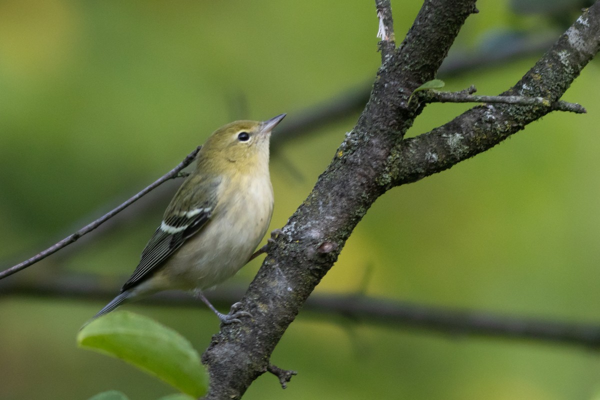 Bay-breasted Warbler - ML641709942
