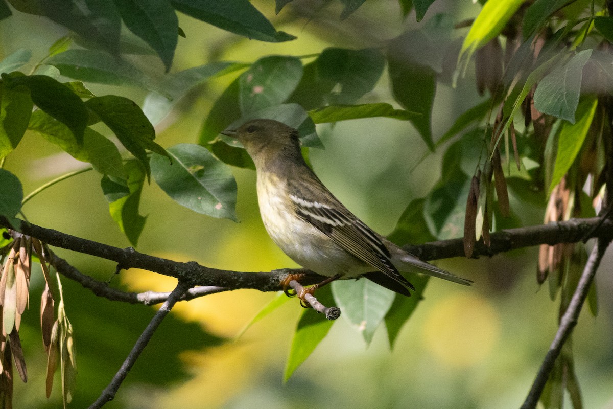 Blackpoll Warbler - ML641709945