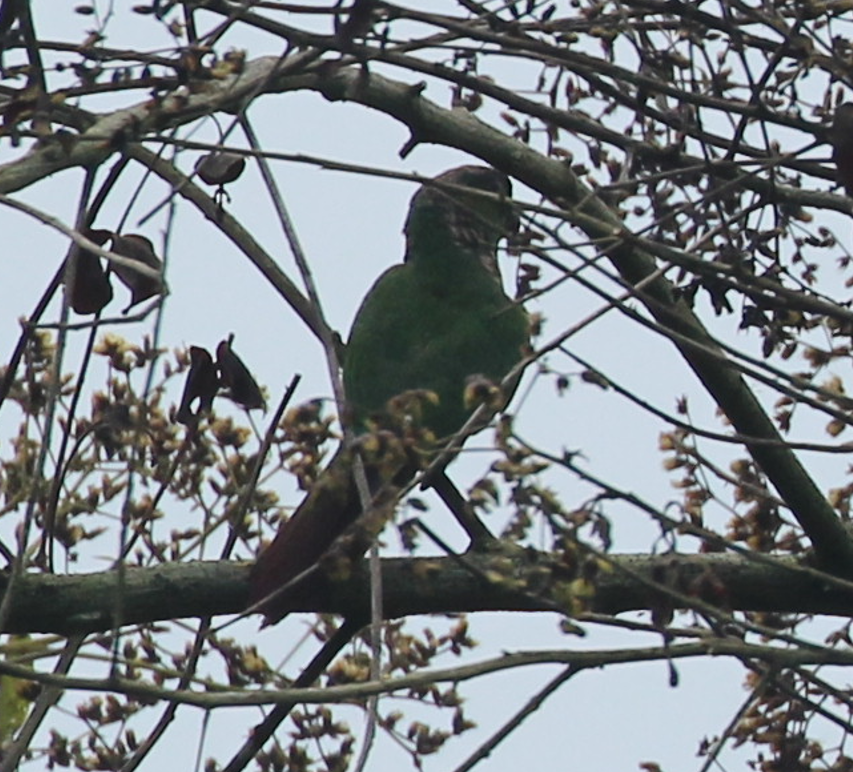 Bronze-winged Parrot - ML641709947